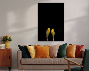 Narcissen in de knop variatie