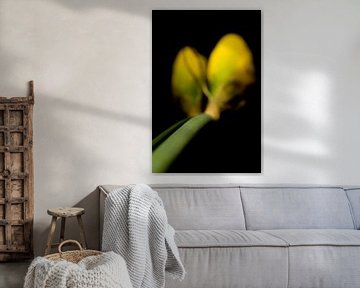 Narcissus Blume von Stephan Van Reisen