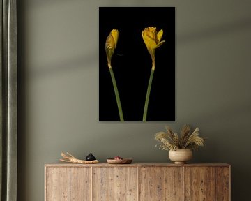 Daffodils by Stephan Van Reisen