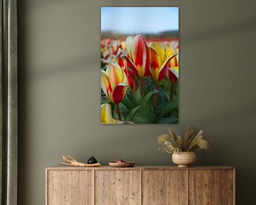 Tulips in red and yellow in the bulb-growing area by tiny brok