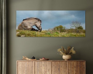 Konikpaard, Meijendel, Holland van Jan Fritz