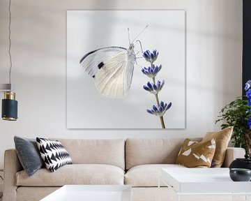 Vlinder wit van Violetta Honkisz