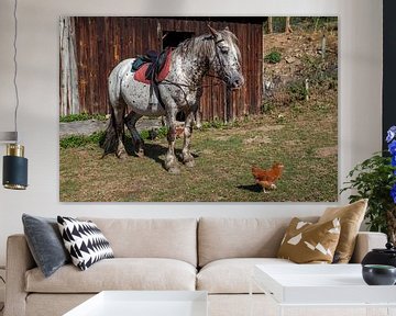Schimmel (Pferd) mit Sattel, roter Decke und Huhn in Südfrankreich