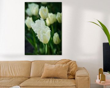 Witte tulpen met bijzonder gevormde blaadjes