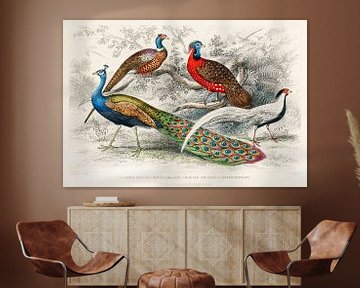 Common Peacock and Ringed Pheasants, Oliver Goldsmith