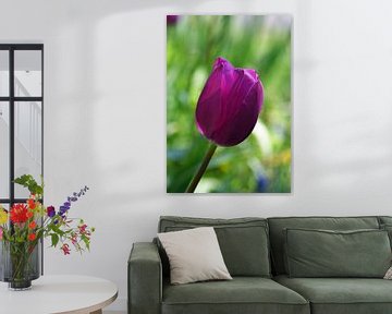 paarse tulp in bloei van Robin Verhoef