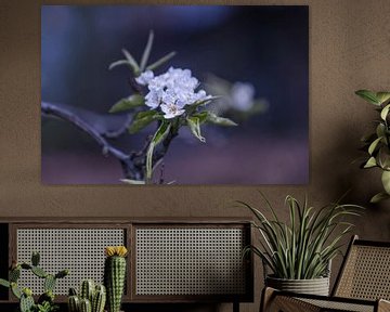 Fleur de pommier sur Maja Mars