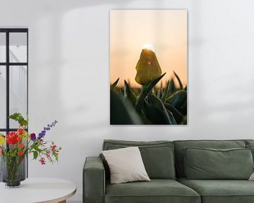Zonnekus voor Nederlandse tulp van mitevisuals