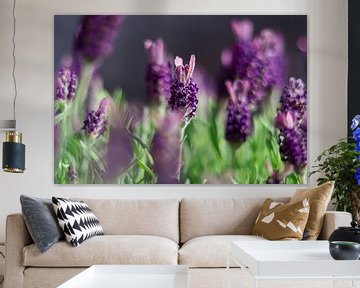 Lavender in bloom by Annelou de Man