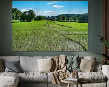 Reisfelder Nordthailand von Bernd Hartner