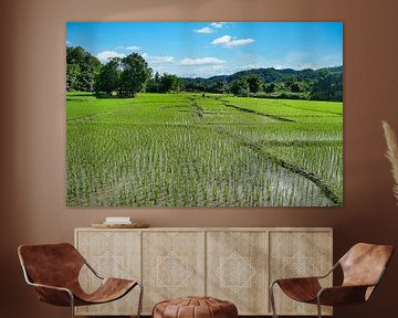 Rijstvelden Noord-Thailand van Bernd Hartner