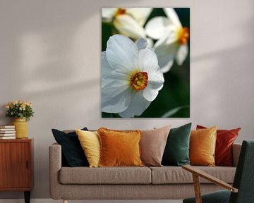 Daffodil flowers by christine b-b müller