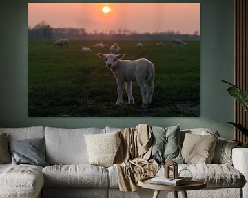 Lamb during sunset by Nynke Altenburg