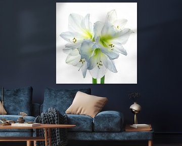 Amaryllis wit, 5 bloemig van Klaartje Majoor