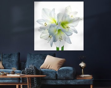 Amaryllis weiß, 5 Blüten