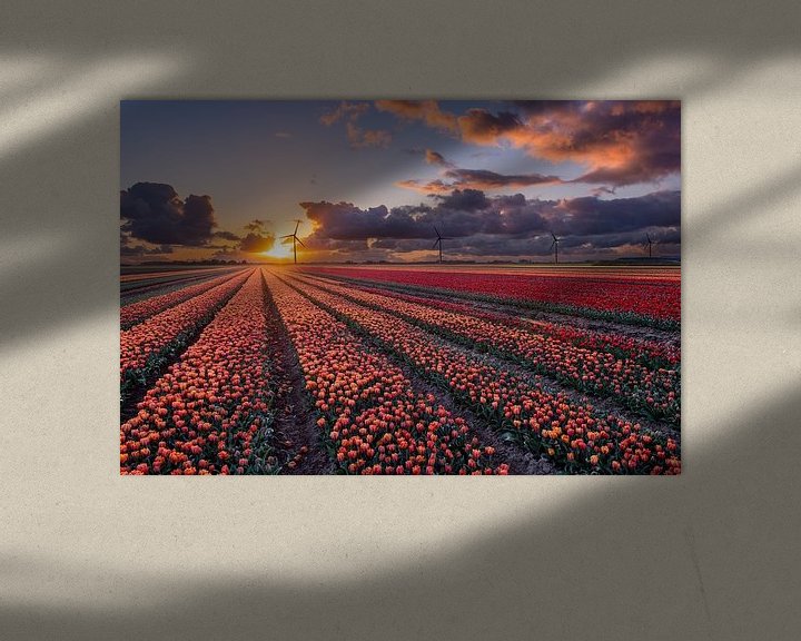 Sfeerimpressie: Zonsondergang boven de tulpenvelden in Flevoland van Fotografie Ronald