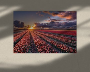 Coucher de soleil sur les champs de tulipes à Flevoland