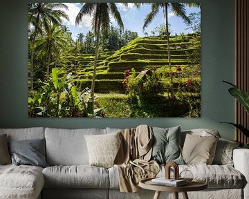 Rice fields in the interior of Bali by Martijn Bravenboer