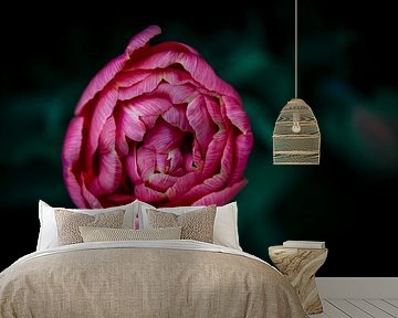 Pink Flower by shanine Roosingh