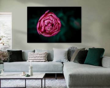 Rosa Blume von shanine Roosingh