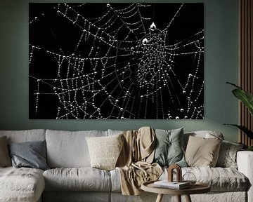 dewdrops in web by Klaartje Majoor