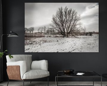 Winters landschap met een grote kale boom