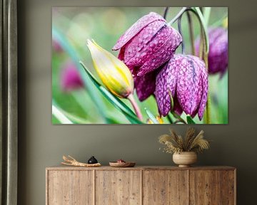 Lapwing flower accompanied by a forest tulip. by Gianni Argese