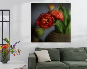 Red Tulip by Herman Peters