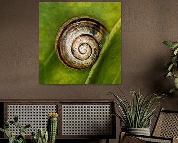 coquille spirale d'escargot sur Klaartje Majoor