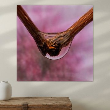 drop of water on a branch