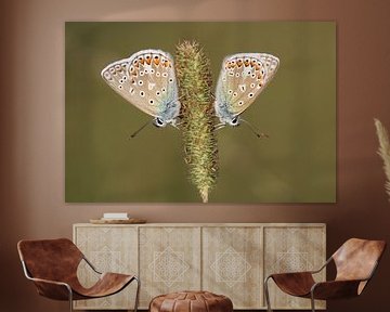 Papillons sur Vera van der Lely