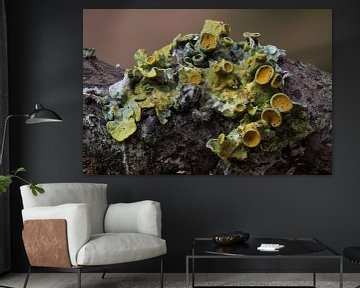 yellow lichen II by Klaartje Majoor