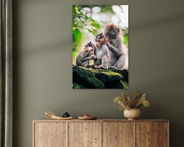 Famille de singes de Bali