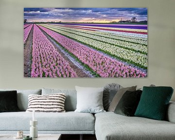Colourful bulb field with hyacinths by eric van der eijk