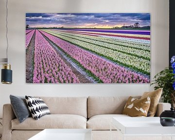 Kleurrijk bloembollenveld met Hyacinten