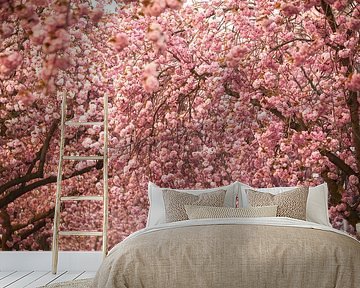 Kersenbloesem in Bonn