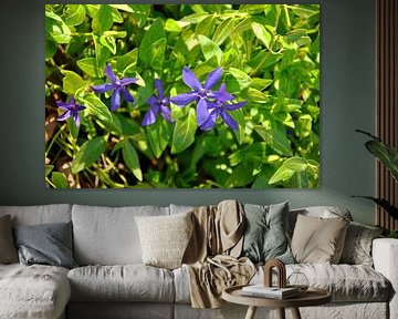 Blauwe schoonheid