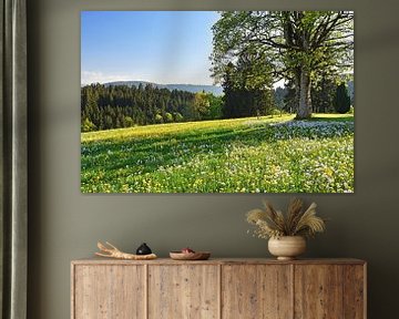 Frühlingserwachen im Allgäu