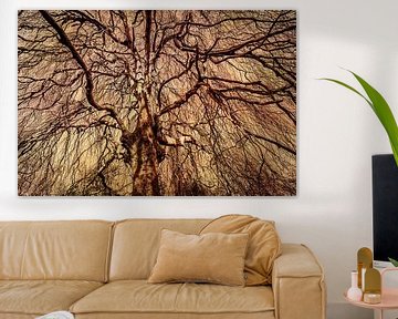 Silhouette bare tree trunk and branches of weeping beech with sepia toning by Dieter Walther