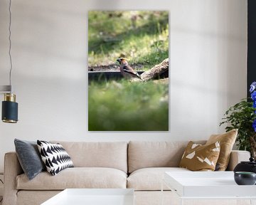 Bouvreuil sur l'eau | oiseaux du Sud-Kennemerland