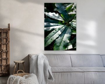 natuur, groene plant in het zonlicht, botanische kunst van Karijn | Fine art Natuur en Reis Fotografie