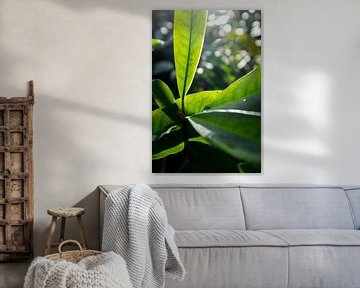 botanische kunst, groene plant in het zonlicht van Karijn | Fine art Natuur en Reis Fotografie