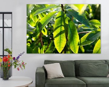 botanisches Bild, grüne Pflanze im Sonnenlicht von Karijn | Fine art Natuur en Reis Fotografie