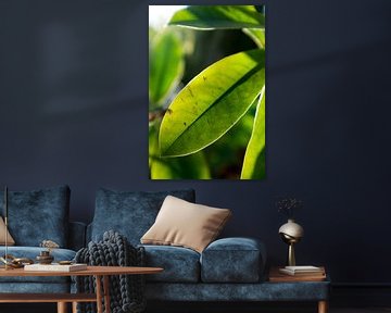 botanische foto van groene plant in het zonlicht
