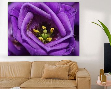 Purple velvet by Mike Bing