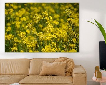 Sea of flowers from Rapeseed