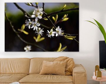 Blossom on the Plum Tree