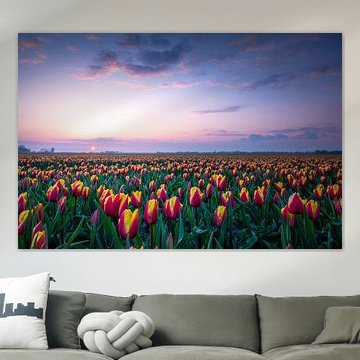 Tulipes néerlandaises