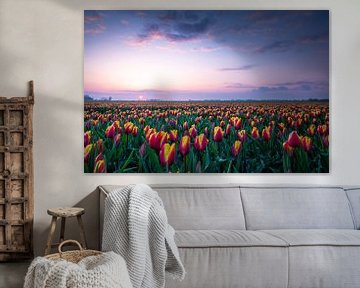 Nederlandse Tulpen van Alvin Aarnoutse