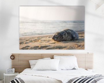 Zeehond aan het strand van Thom Brouwer